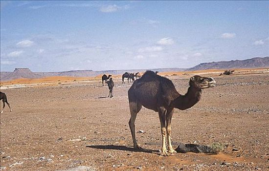 牧群,单峰骆驼,骆驼,摩洛哥,非洲,哺乳动物,动物