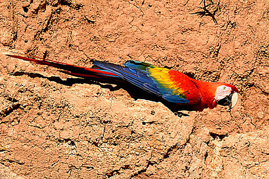 绯红金刚鹦鹉,粘土,墙壁,玛努国家公园,世界遗产,秘鲁,南美