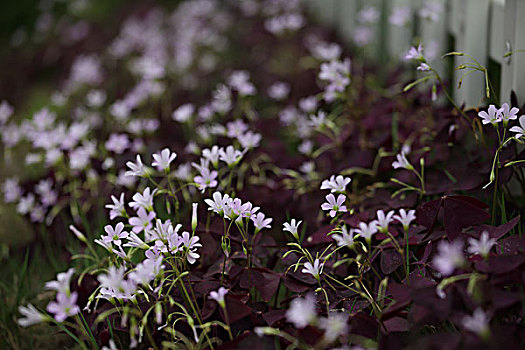 小白花