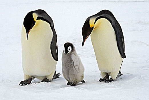 帝企鹅,一对,幼兽,南极