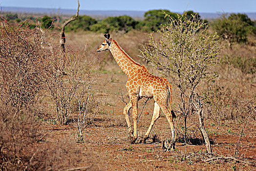 南方长颈鹿,长颈鹿,小动物,干燥,克鲁格国家公园,南非,非洲