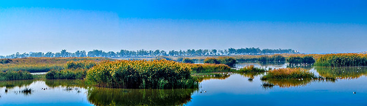 沙湖湿地景观