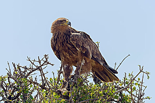 茶隼,鹰,捕食,马赛马拉国家保护区,肯尼亚,非洲