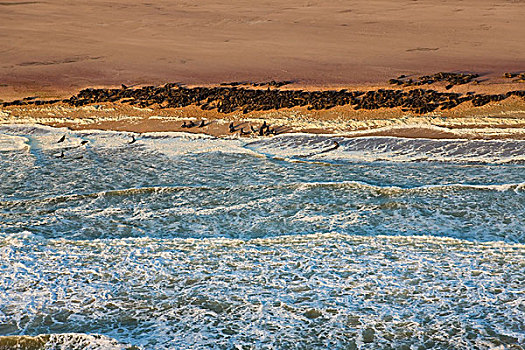 海豹,生物群,骷髅海岸,纳米比亚,纳米布沙漠,航拍