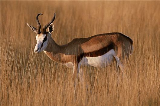 跳羚,草丛,埃托沙国家公园,纳米比亚