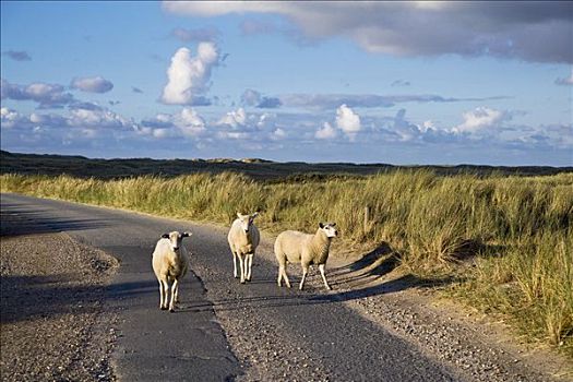绵羊,道路,边缘,清单,北方,石荷州,德国,欧洲