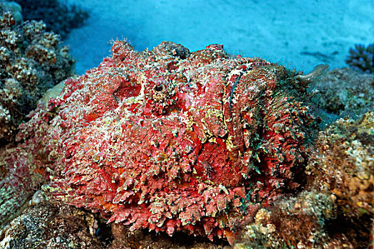 保护色,珊瑚,大堡礁,昆士兰,太平洋,澳大利亚,大洋洲
