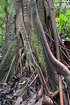 厄瓜多尔,河,榕属植物,树,亚马逊河,大幅,尺寸