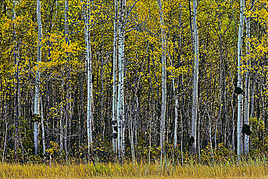 桦属,树林,艾伯塔省,加拿大