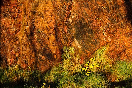 橙色背景,湿,石头,岩石墙,纹理,青草,户外