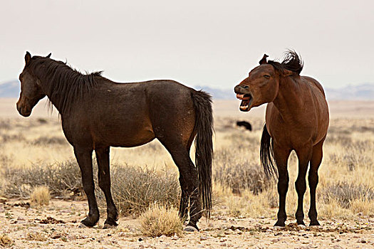纳米比亚,两个,野马,纳米布沙漠