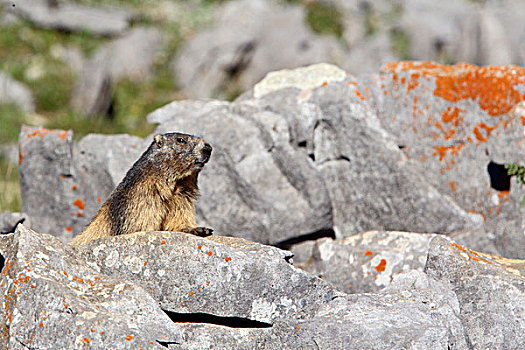 阿尔卑斯山土拨鼠,旱獭,西班牙