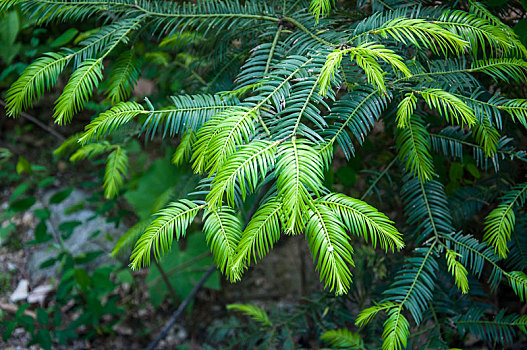 有嫩绿新叶的榧树植株特写