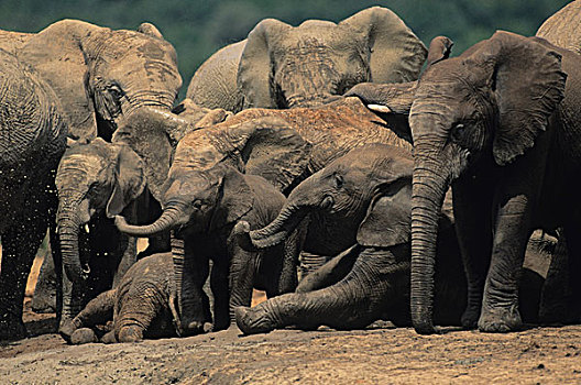 非洲象,牧群,阿多大象国家公园,南非,非洲