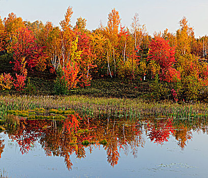 秋天,反射,海狸塘,萨德伯里,安大略省,加拿大