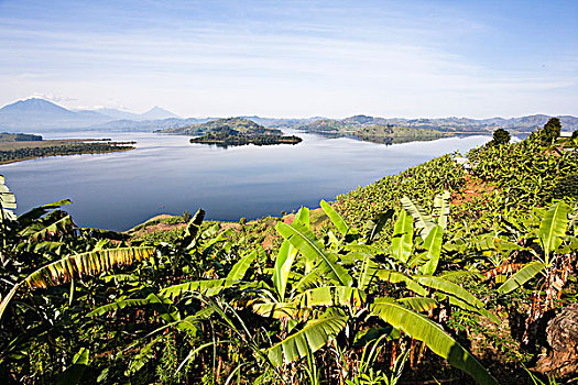 湖,靠近,乌干达,海岸线,陆地,种植,车前草