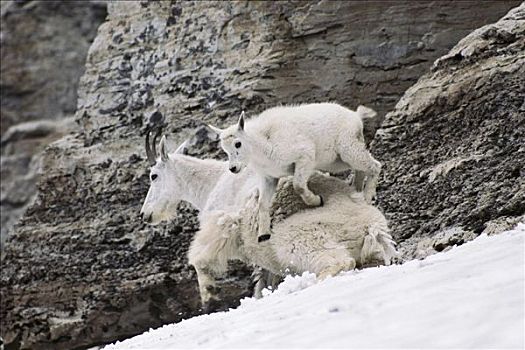 石山羊,雪羊,跳跃,上方,母亲,冰川国家公园,蒙大拿