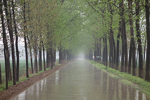雨中持乡村公路