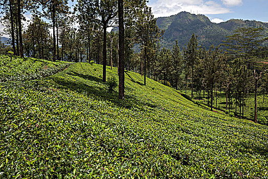 茶,植物,山茶,高地,培育,工厂,中央省,斯里兰卡,亚洲