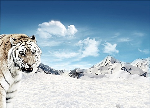 虎,山,雪
