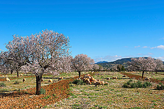 杏花,马略卡岛,西班牙