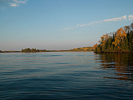 树,树林,湖岸,湖,木头,安大略省,加拿大
