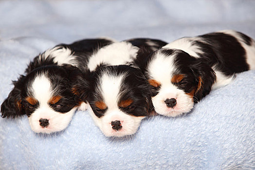 查尔斯王犬,小狗,三种颜色,6星期大,睡觉,并排,毯子