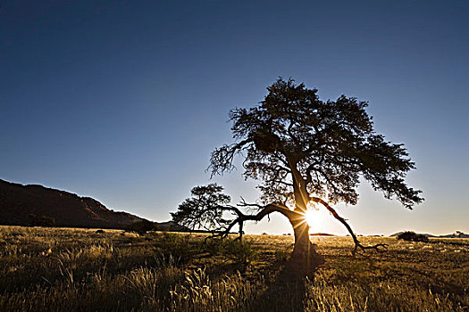 刺槐,边缘,纳米布沙漠,纳米比亚,非洲