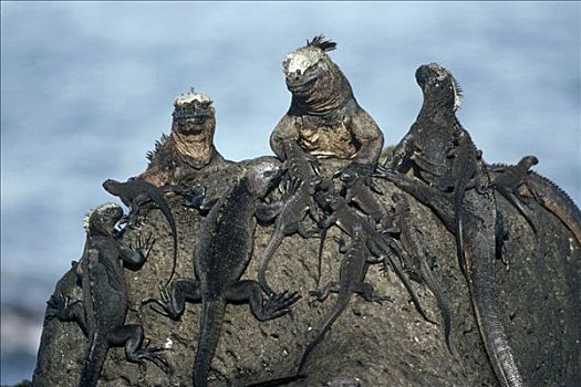 海鬣蜥,成年,费尔南迪纳岛,加拉帕戈斯群岛,厄瓜多尔