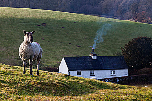 绵羊,站立,山,房子,背景,坎布里亚,英格兰