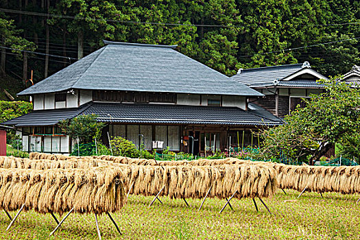 日本,奈良县,高原,收获,稻米,弄干,画廊