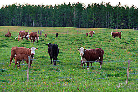 牛,放牧,草场,北方,艾伯塔省,加拿大