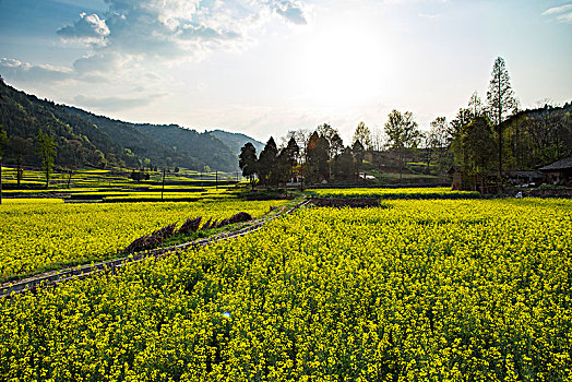 油菜花