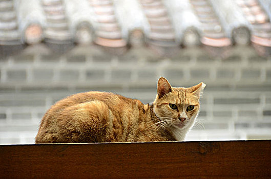 猫,坐,户外,中国寺庙,湾仔,香港