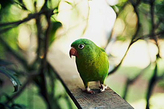 绿色,鹦鹉,栖息,厚木板,户外
