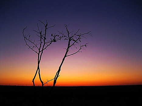 夕阳枯树剪影