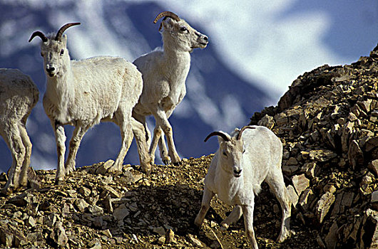 北美,美国,阿拉斯加,德纳里国家公园,多彩,野大白羊