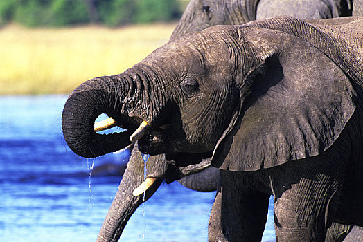 博茨瓦纳,乔贝国家公园,大象,喝,乔贝,河