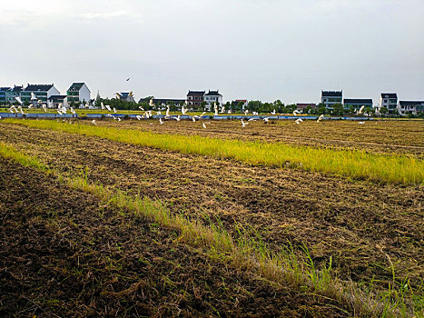 田园风光,白鹭,农耕