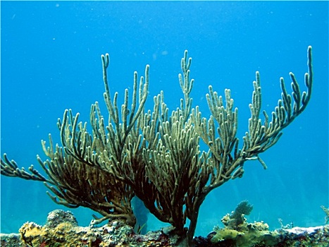 珊瑚,基拉戈岛,佛罗里达