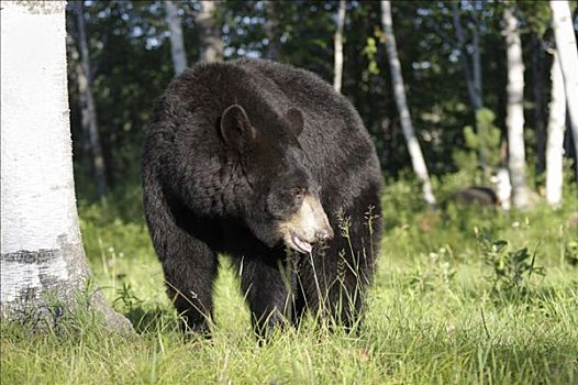 黑熊,明尼苏达,美国