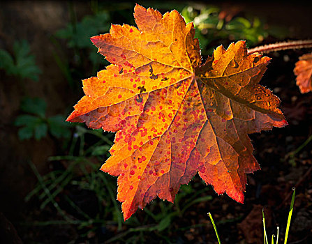 自然,鲜明,背景,橙色,红色,秋天,叶子