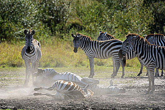 斑马,马,两只,动物,沙子,马赛马拉国家保护区,肯尼亚,非洲