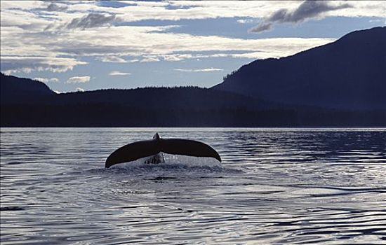 驼背鲸,大翅鲸属,鲸鱼,尾部,日落,东南阿拉斯加