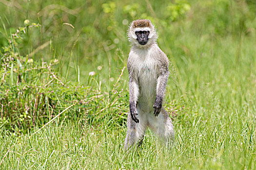 长尾黑颚猴,站立,草,湖,国家公园,乌干达,非洲