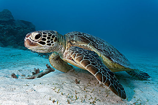 绿海龟,沙,海底,大堡礁,世界遗产,太平洋,澳大利亚,大洋洲