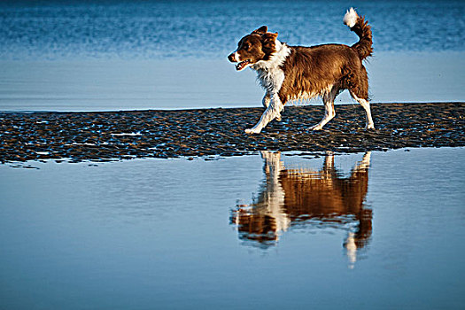 博德牧羊犬,跑,海上,石荷州,德国,欧洲