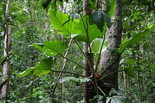 凤梨科植物,雨林,圭亚那