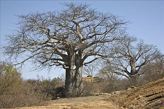 肯尼亚,查沃,东方,巨大,猴面包树,繁盛,干燥,北方,局部,东察沃国家公园