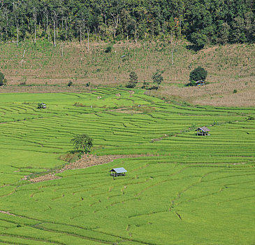 绿色,稻米梯田,地点,泰国